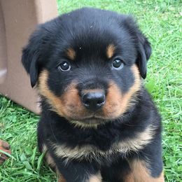 Rottweiler Puppies from Wildhaven Rottweilers