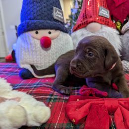 Labrador Retriever Puppies from Starfire Labradors