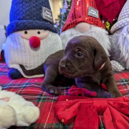 Labrador Retriever Puppies from Starfire Labradors