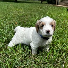 Lewis (Blue Collar) - Parti male Goldendoodle puppy in China Grove, North Carolina from Lasting Legacy Family Dogs