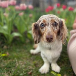 Charlotte - Dachshund