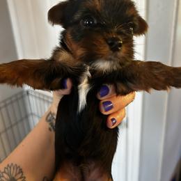Holly Berry - Black and tan female Yorkshire Terrier puppy in Coeur D Alene, Idaho from Cozy Coeur Yorkies