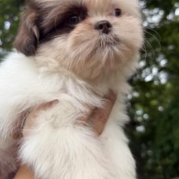 Mal-Shi, Maltese, Maltipoo, Poodle, and Shih Tzu Puppies from Joy-Fur Puppies