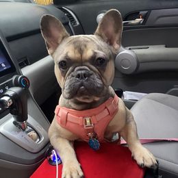 Hazel - French Bulldog
