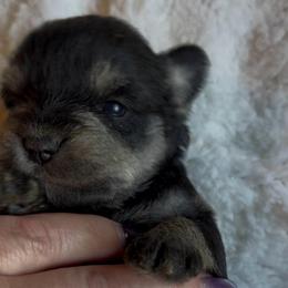 Cassie (the runt) - Black and silver female Miniature Schnauzer puppy in Hull, Georgia from Ardent Miniature Schnauzers of Athens