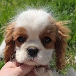 Albert - Blenheim Cavalier King Charles Spaniel puppy in Prophetstown, Illinois from AlKemy Pure Bred