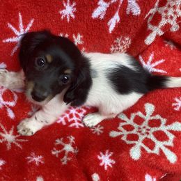 Dachshund Puppies from Haven Ridge Doxies