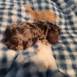 Dapple boy 3 - Dapple male Dachshund puppy in West Plains, Missouri from Spring Creek Dachshunds