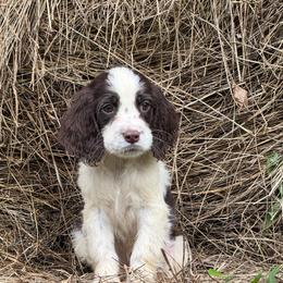 Little Man - Liver and white male English Springer Spaniel puppy in Huntingdon, Pennsylvania from Leila Ferrucci
