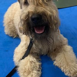 Soft Coated Wheaten Terriers from Timberlane
