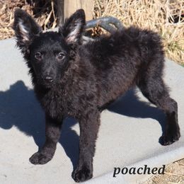 Poached - Black Miniature American Shepherd puppy in Maryland from Atomic Minis