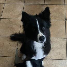 Border Collies from Celtic Farms Border Collies and Danes