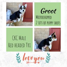 Boy 4 - Black and tan Pembroke Welsh Corgi puppy in Athens, Alabama from Southern Sass Corgis