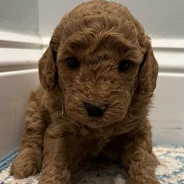 Light Pink Girl - Apricot female Goldendoodle puppy in Largo, Florida from My Favorite Doodle