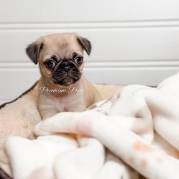 Doug - Fawn male Pug puppy in Shady Hills, Florida from Premium Pugs