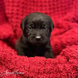 Pink Girl - Black female Labrador Retriever puppy in Colorado from Albrecht Farms Labrador Retrievers