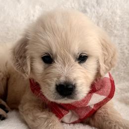 Companion Crosses and Goldendoodles from Abby Chaffee