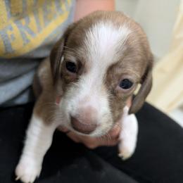 2 chocolate-based cream brindle piebald - Piebald female Dachshund puppy in Central Point, Oregon from MRS Long Dog Ranch