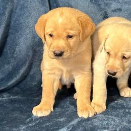 First born pup - Yellow male Labrador Retriever puppy in Antwerp, Ohio from Clark’s Loyal Labradors