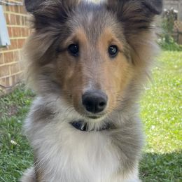 Shetland Sheepdog Puppies from Southern Charm Sheltie’s