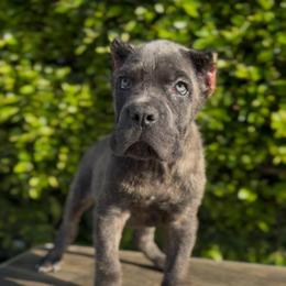 Top Pick Male - Gray brindle male Cane Corso puppy in California from Donato Kennels