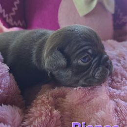 Bianca - Fawn female Pug puppy in Boiling Springs, South Carolina from Monsterpugs
