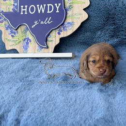 Lilo - Chocolate and cream female Dachshund puppy in Copperas Cove, Texas from Isalyn Dachshunds