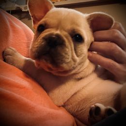 French Bulldog and Pug Puppies from Lyons Heart Pups