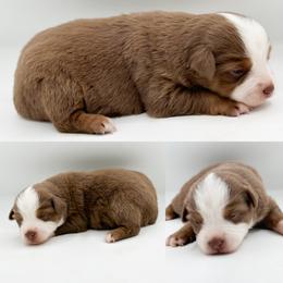 Red tri female 1 - Red tri female Miniature Australian Shepherd puppy in Brooker, Florida from Honey, I Shrunk the Aussies
