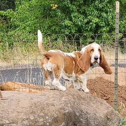Moebus - Basset Hound