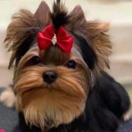 Denim - Yorkshire Terrier