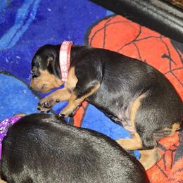 Lizzie Mae - Black and tan female Miniature Pinscher puppy in Grove, Oklahoma from K&J's Min Pins Of Grand Lake