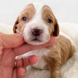 Max - Blenheim male Cavapoo puppy in Aiken, South Carolina from Cavapoos of the Carolinas