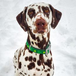 Georgia - Dalmatian