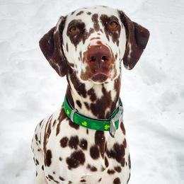 Georgia - Dalmatian