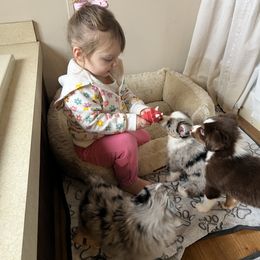 Miniature Australian Shepherd and Toy Australian Shepherd Puppies from Columbia Coast Toy & Mini Aussies