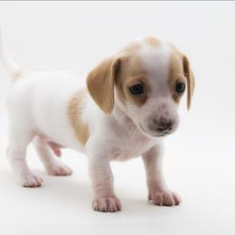 Male 1 - Piebald male Dachshund puppy in Childress, Texas from Taylor Farms