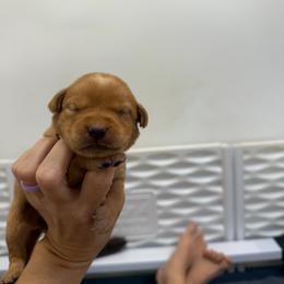 Faith Yellow Collar - Yellow female Labrador Retriever puppy in Elloree, South Carolina from Moonlight Kennels LLC