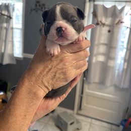 Bonnie - Seal and white female Boston Terrier puppy in Owensboro, Kentucky from Alanna Boswell