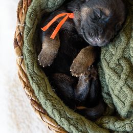 German Shepherd Puppies from Platz German Shepherds