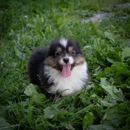 Twix - Black tri-color female Australian Shepherd puppy in Stanwood, Washington from BlueSpark Australian Shepherds