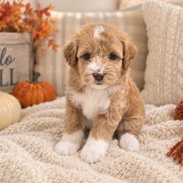 Meadow - Red  female Goldendoodle puppy in Floyd, Virginia from Hearts and Paws Poodles and Doodles