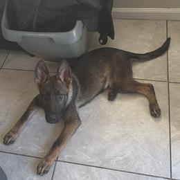 Siren - Sable female German Shepherd puppy in Pahrump, Nevada from Wachhund Kennels