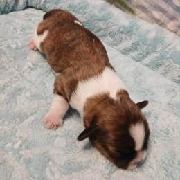 Salsa - Brindle and white female Shih Tzu puppy in Benbrook, Texas from 2 Sons & 4 Paws Puppies