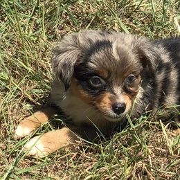 Australian Shepherd, Caucasian Shepherd Dog, Miniature Australian Shepherd, and Toy Australian Shepherd Puppies from Heritage Homestead