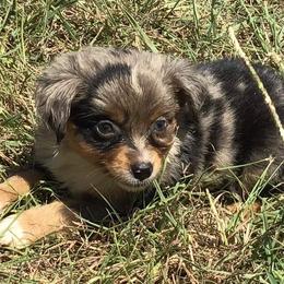 Australian Shepherd, Caucasian Shepherd Dog, Miniature Australian Shepherd, and Toy Australian Shepherd Puppies from Heritage Homestead