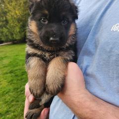 Gold Girl - Black and red female German Shepherd puppy in Longview, Washington from Bunkerhill Shepherds