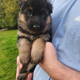 Gold Girl - Black and red female German Shepherd puppy in Longview, Washington from Bunkerhill Shepherds