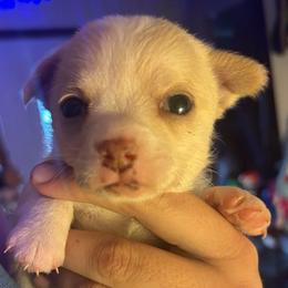 Toast - Cream and white male Chihuahua puppy in New Castle, Delaware from Sasha’s Elite Kennel LLC