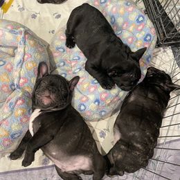 French Bulldog Puppies from Ruchi French Bulldogs